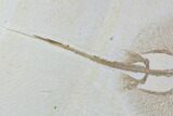 Rare, Fossil Stingray (Heliobatis) - Wyoming #95973-2